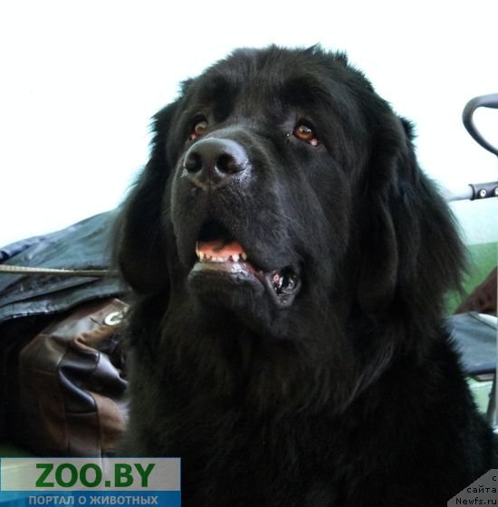 Фото: ньюфаундленд Роскошь Золотая