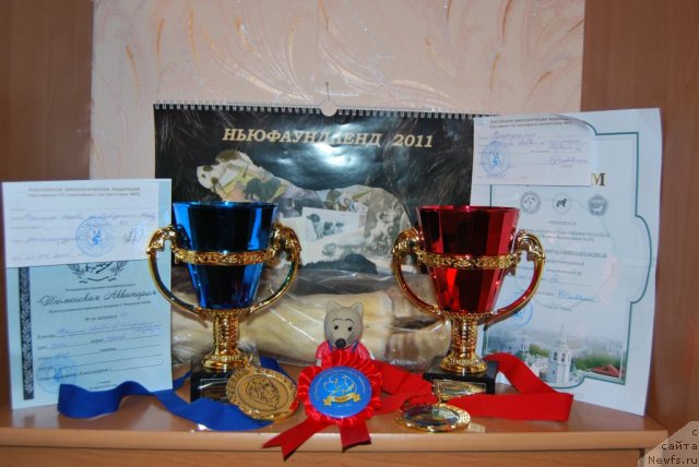 Фото: ньюфаундленд Формула Любви от Сибирского Медведя