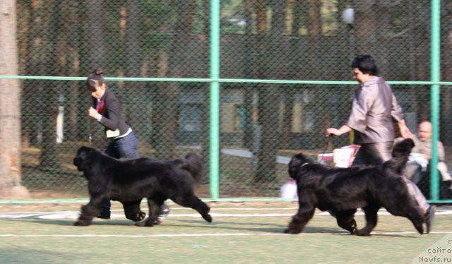 Фото: ньюфаундленд Акватория Келвин Импресса (Aquatoriya Kelvin Impressa), ньюфаундленд King of Helluland Just Love