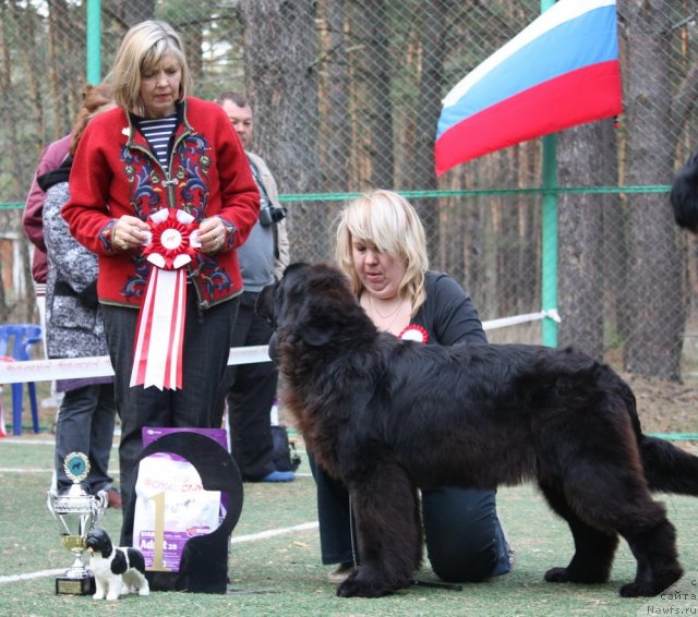 Фото: ньюфаундленд Акватория Келвин Оушен Дрим