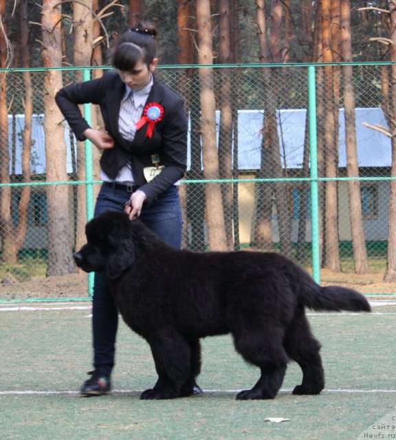 Фото: ньюфаундленд Акватория Келвин Премиум фром Никас