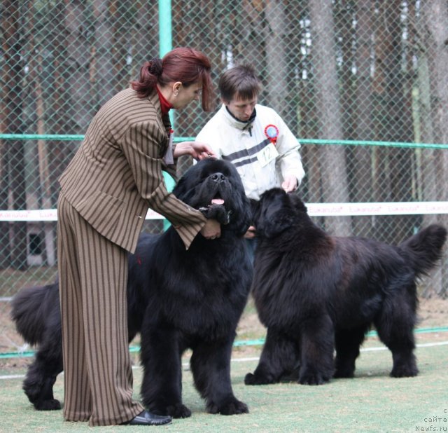 Фото: ньюфаундленд Акватория Келвин Килиманджаро (Aquatoriya Kelvin Kilimandzharo)