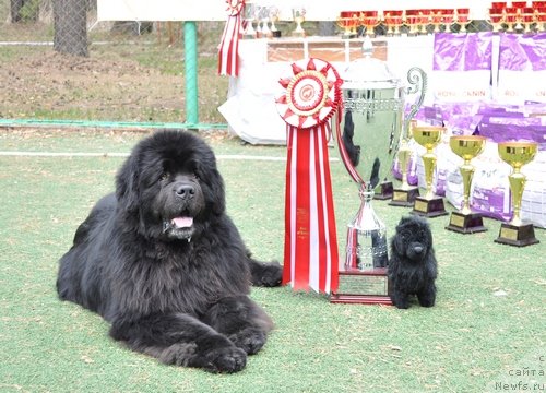 Фото: ньюфаундленд Данс Мемори Фьюджан Риф