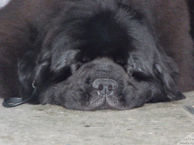 Фото: ньюфаундленд Гранд Бэби Ариадна