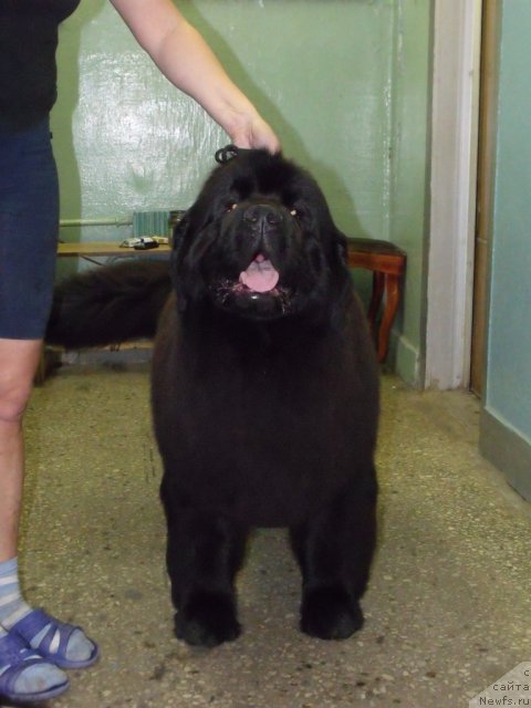 Фото: ньюфаундленд Гранд Бэби Ариадна