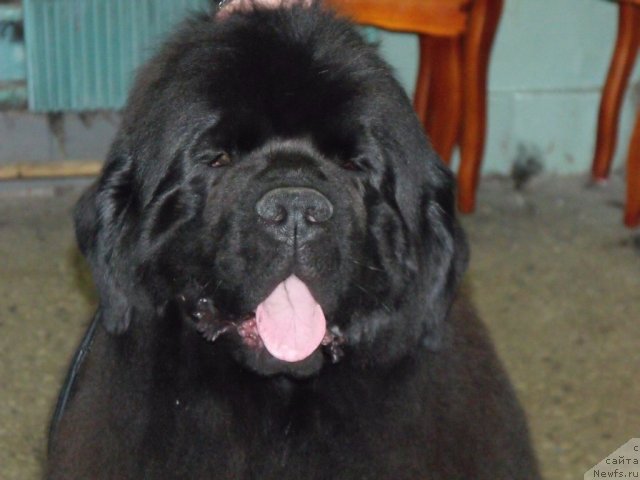 Фото: ньюфаундленд Гранд Бэби Ариадна