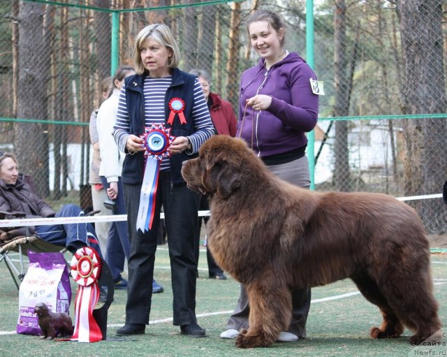 Фото: ньюфаундленд Командор из Медвежьего Яра