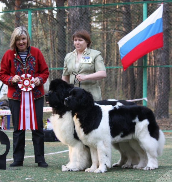 Фото: ньюфаундленд Супер Премиум Жодо Феролли (Super Premium Zhodo Ferolli), ньюфаундленд Супер Премиум Женева (Super Premium Zheneva)