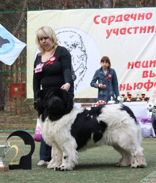 Фото: ньюфаундленд Веснушка на Счастье (Vesnushka na Shastie), ньюфаундленд Кипер Соул Жемчужный Король