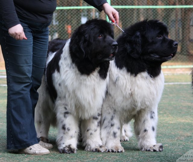 Фото: ньюфаундленд Веснушка на Счастье (Vesnushka na Shastie), ньюфаундленд Кипер Соул Жемчужный Король