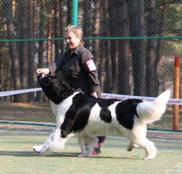 Фото: ньюфаундленд Маг Исполин Инфанта (Mag Ispolin Infanta)