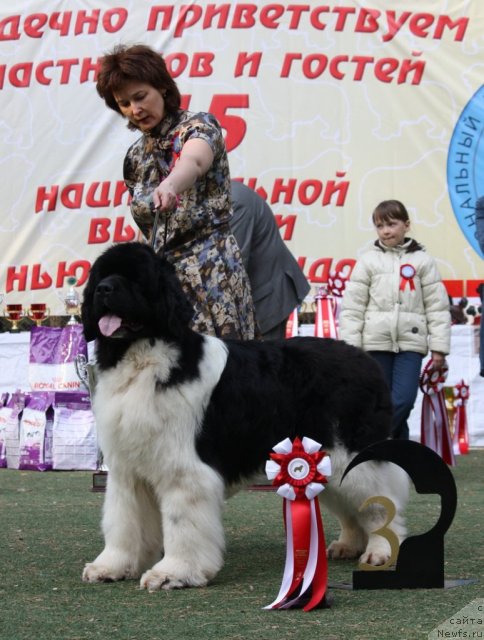 Фото: ньюфаундленд Chatkantarra Taro