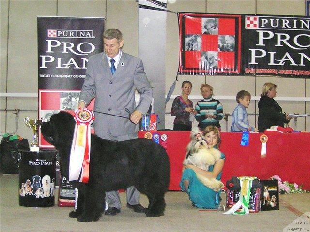 Фото: ньюфаундленд Его Высочество от Сибирского Медведя (Ego Vysochestvo ot Sibirskogo Medvedja), Юрий Рахтиенко