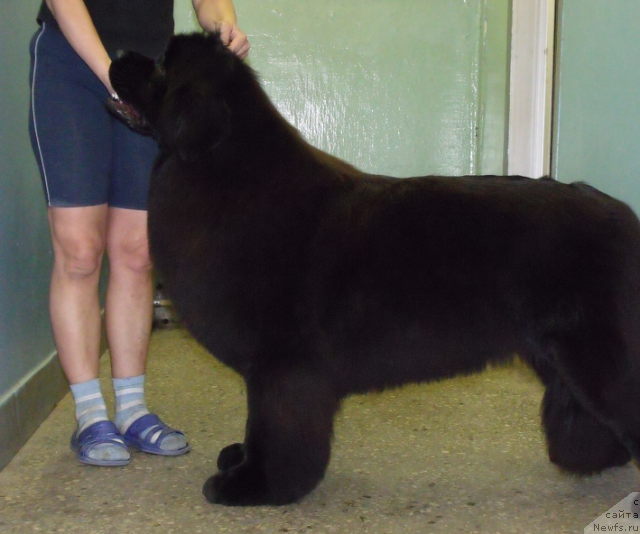 Фото: ньюфаундленд Гранд Бэби Ариадна