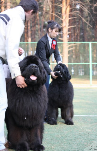 Фото: ньюфаундленд Акватория Келвин Инсайдер, ньюфаундленд Акватория Келвин Импресса (Aquatoriya Kelvin Impressa)