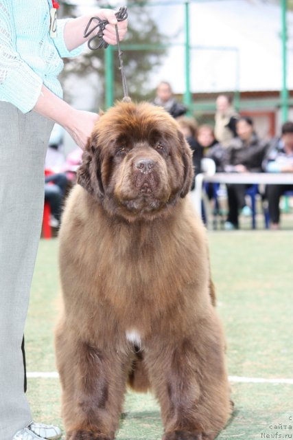 Фото: ньюфаундленд Изабель из Царства Медведей
