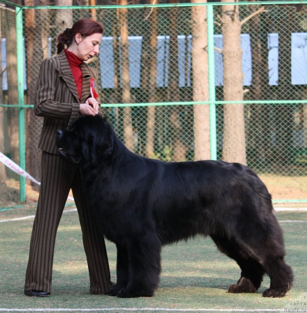 Фото: ньюфаундленд Акватория Келвин Килиманджаро (Aquatoriya Kelvin Kilimandzharo)