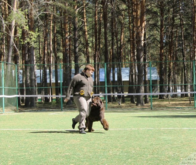 Фото: ньюфаундленд Кокетка от Чаннел из Медвежьего Яра, Наталья Гостюхина