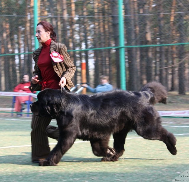 Фото: ньюфаундленд Акватория Келвин Килиманджаро (Aquatoriya Kelvin Kilimandzharo)