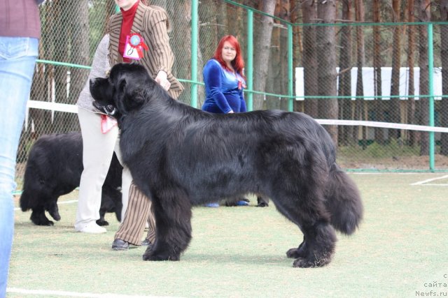 Фото: ньюфаундленд Акватория Келвин Килиманджаро (Aquatoriya Kelvin Kilimandzharo)