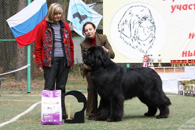 Фото: ньюфаундленд Акватория Келвин Килиманджаро (Aquatoriya Kelvin Kilimandzharo)