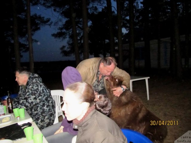 Фото: ньюфаундленд Командор из Медвежьего Яра, Анна Мельзенинова