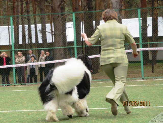 Фото: ньюфаундленд Супер Премиум Жодо Феролли (Super Premium Zhodo Ferolli), Наталия Снигирева