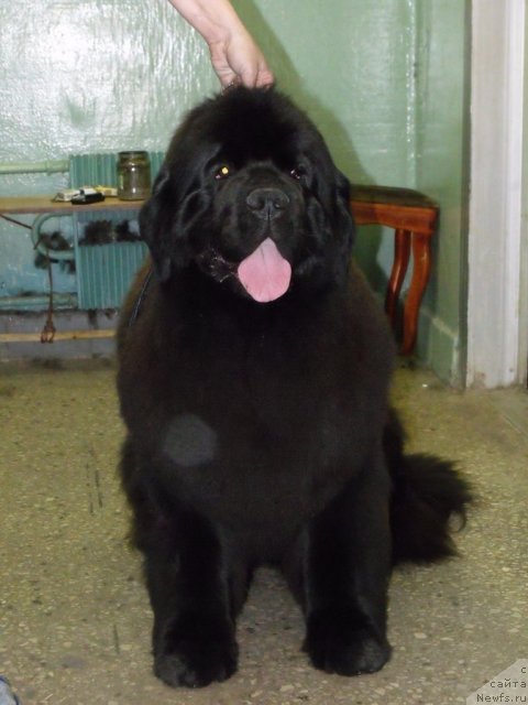 Фото: ньюфаундленд Гранд Бэби Ариадна