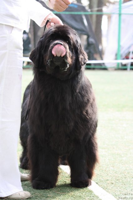 Фото: ньюфаундленд Велл Спирит Лилит (Vell Spirit Lillit)