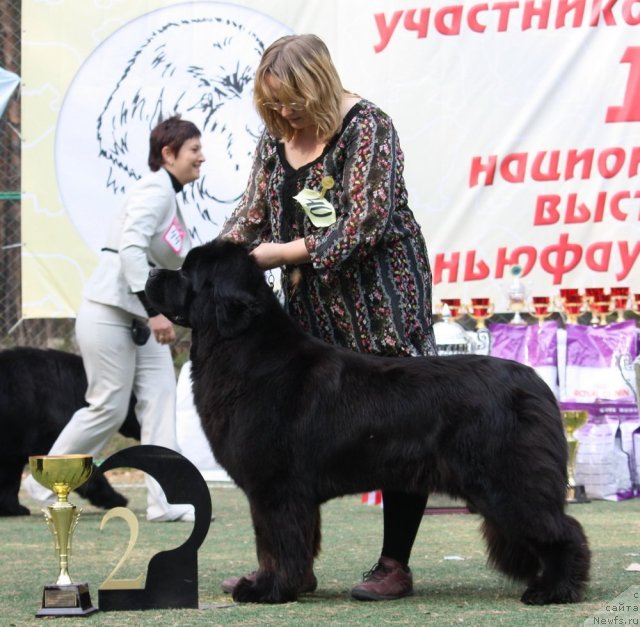 Фото: ньюфаундленд Сент Джонс Сабина Мистикал (Sent Djons Sabina Mistical)
