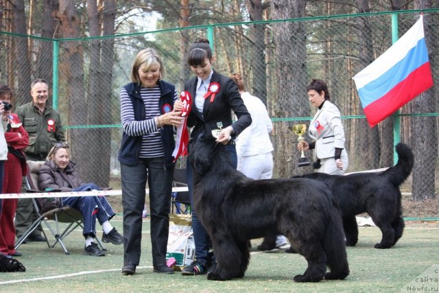 Фото: ньюфаундленд Акватория Келвин Импресса (Aquatoriya Kelvin Impressa)