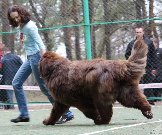 Фото: ньюфаундленд Милуко из Аркаима