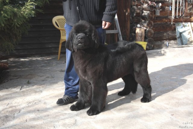 Фото: ньюфаундленд Ньюфорт Бай'ю Тиана