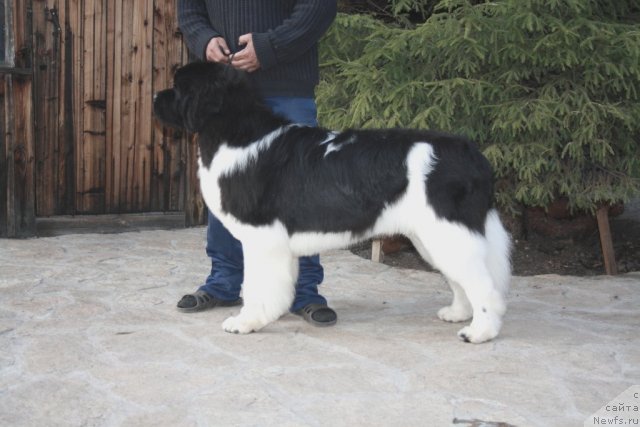 Фото: ньюфаундленд Супер Премиум Ему Нет Равных