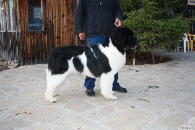 Фото: ньюфаундленд Супер Премиум Ему Нет Равных