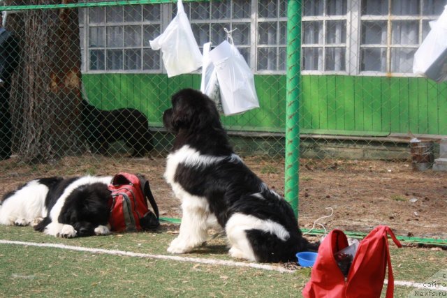 Фото: ньюфаундленд Супер Премиум Ему Нет Равных