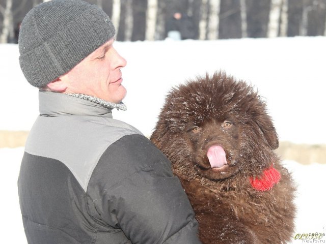 Фото: ньюфаундленд Очаровашка с Берега Дона (Ocharovashka s Berega Dona)