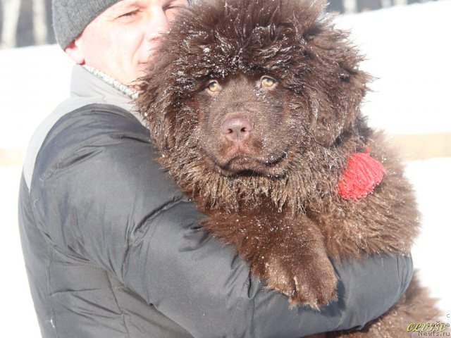 Фото: ньюфаундленд Очаровашка с Берега Дона (Ocharovashka s Berega Dona)