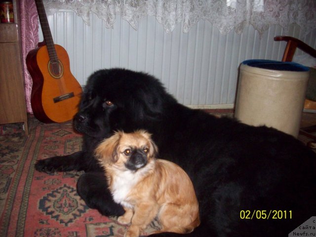 Фото: ньюфаундленд Цесарь Нельсон Тайгер Блек