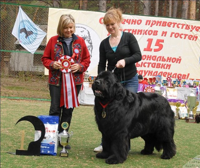 Фото: ньюфаундленд Фаворит Никас из Медвежьего Яра (Favorite Nika's iz Medvejyego Yara)