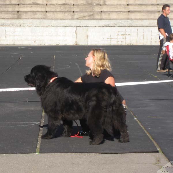 Фото: ньюфаундленд Блэк Квин (Black Queen)