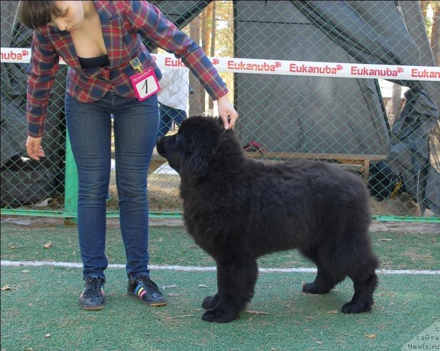 Фотография № 65151