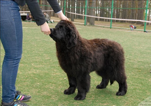 Фотография № 65154