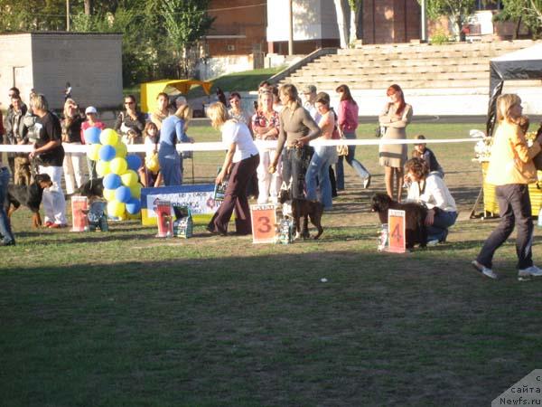 Фото: ньюфаундленд Кингова Дочь с Берега Дона (Kingova Doch s Berega Dona), Наталья Татаринова