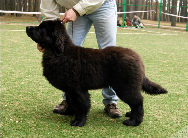 Фотография № 65160