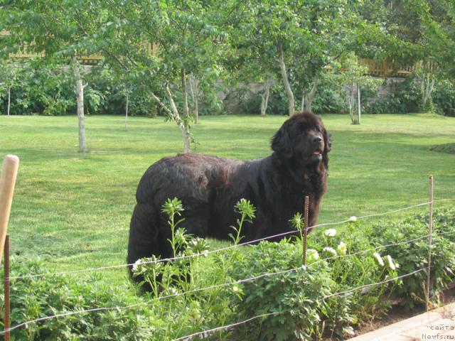 Фото: ньюфаундленд Evita Couly