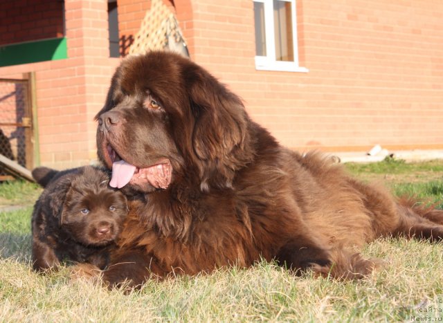 Фото: ньюфаундленд Amazing Grace vom Riesrand