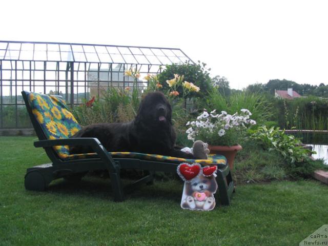 Фото: ньюфаундленд Evita Couly