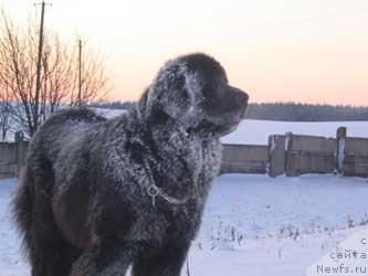 Фото: ньюфаундленд Evita Couly