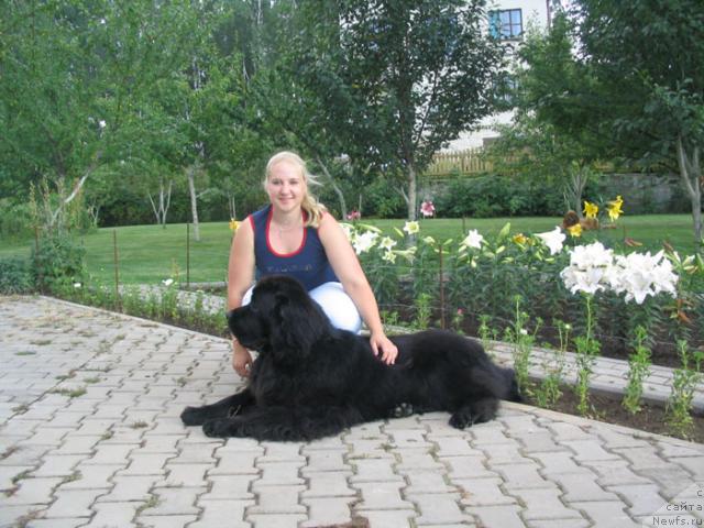 Фото: ньюфаундленд Нью Спейс Милениум Сенсейшен (Nju Speis' Millenium Sensation)